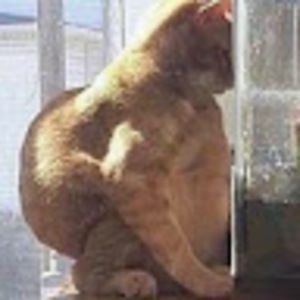 Meet your Posher, Abner